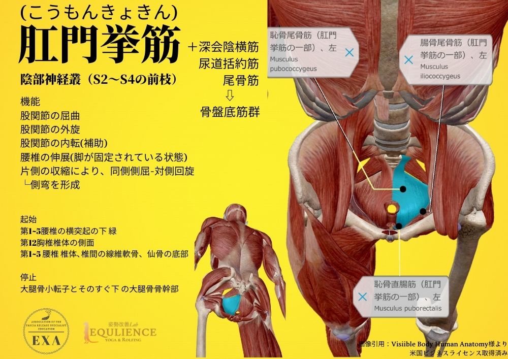 日本IASTM協会-筋膜リリースの為の機能解剖学-肛門挙筋