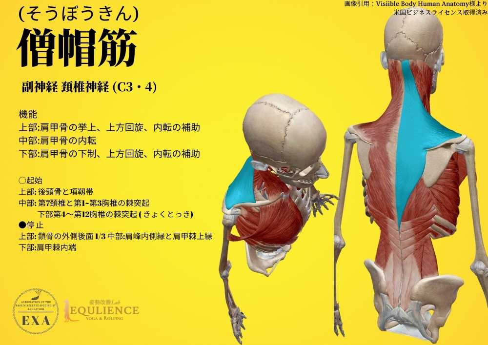 日本IASTM協会-筋膜リリースの為の機能解剖学-僧帽筋