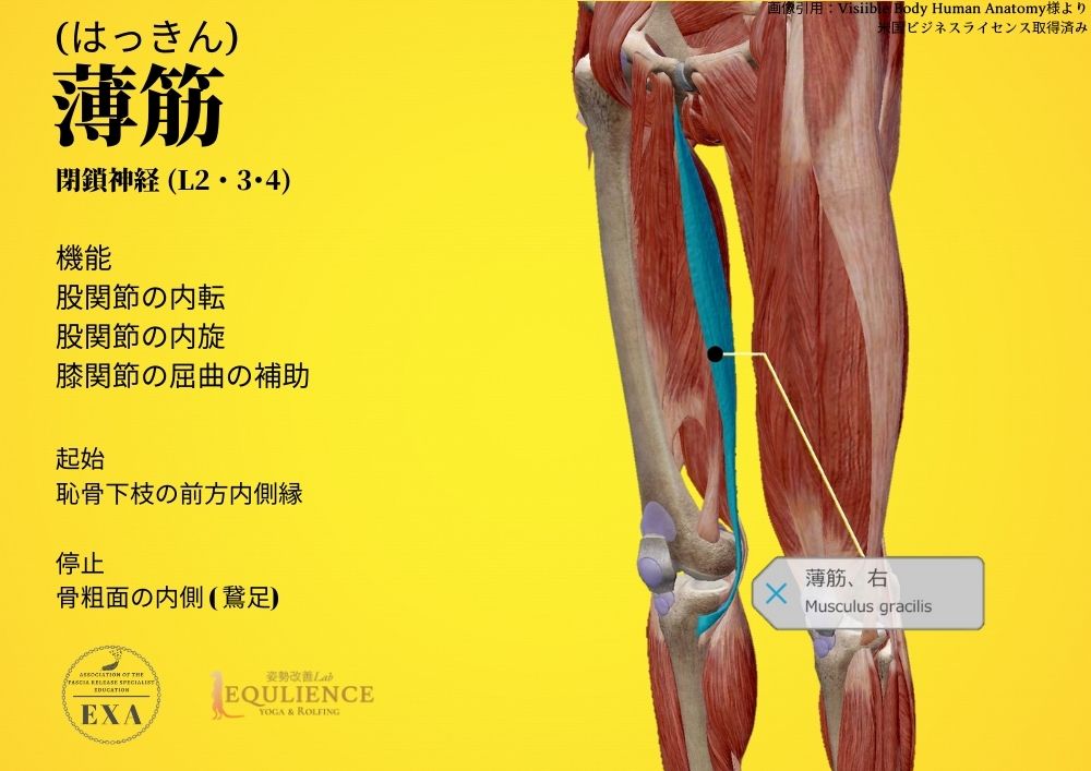 日本IASTM協会-筋膜リリースの為の機能解剖学-薄筋
