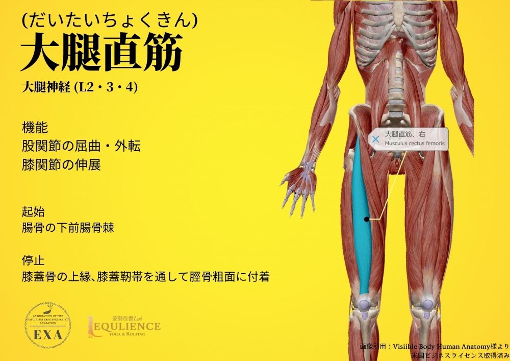 日本IASTM協会-筋膜リリースの為の機能解剖学-大腿直筋