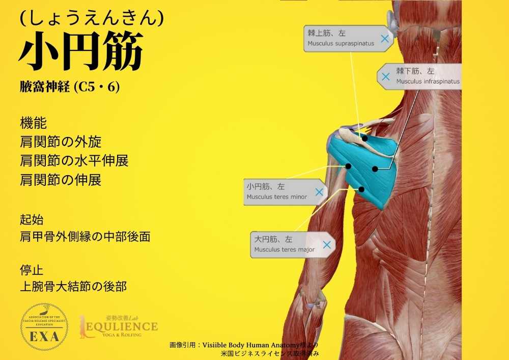 日本IASTM協会-筋膜リリースの為の機能解剖学-小円筋