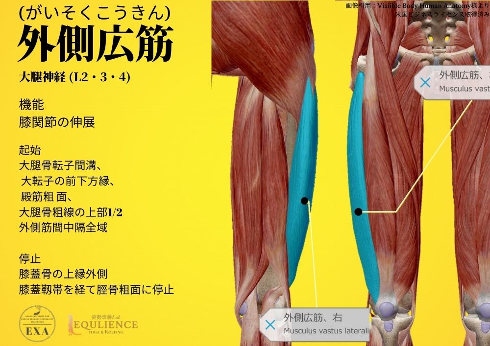 日本IASTM協会-筋膜リリースの為の機能解剖学-外側広筋