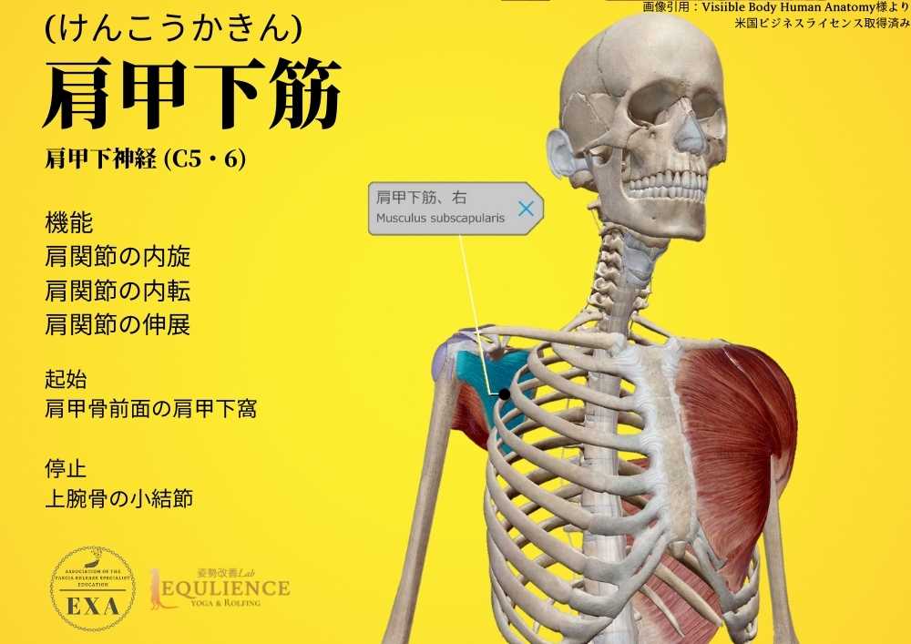 日本IASTM協会-筋膜リリースの為の機能解剖学-肩甲下筋