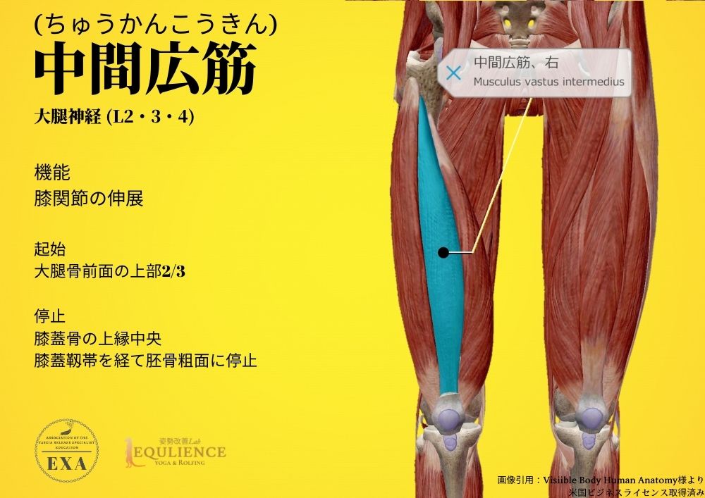 日本IASTM協会-筋膜リリースの為の機能解剖学-中間広筋