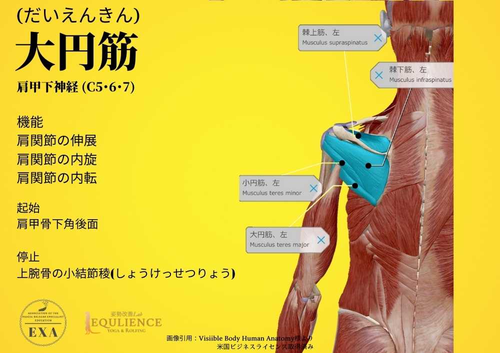 日本IASTM協会-筋膜リリースの為の機能解剖学-大円筋