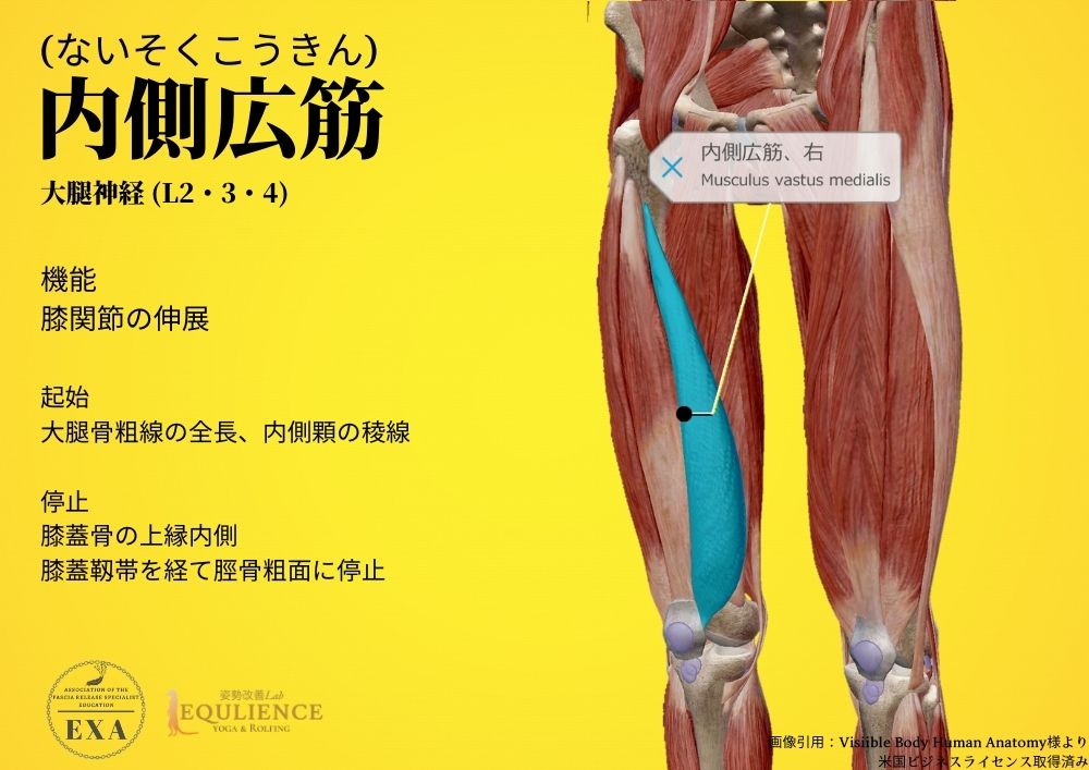 日本IASTM協会-筋膜リリースの為の機能解剖学-内側広筋