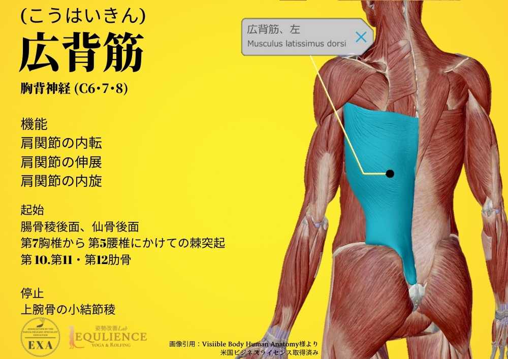 日本IASTM協会-筋膜リリースの為の機能解剖学-広背筋