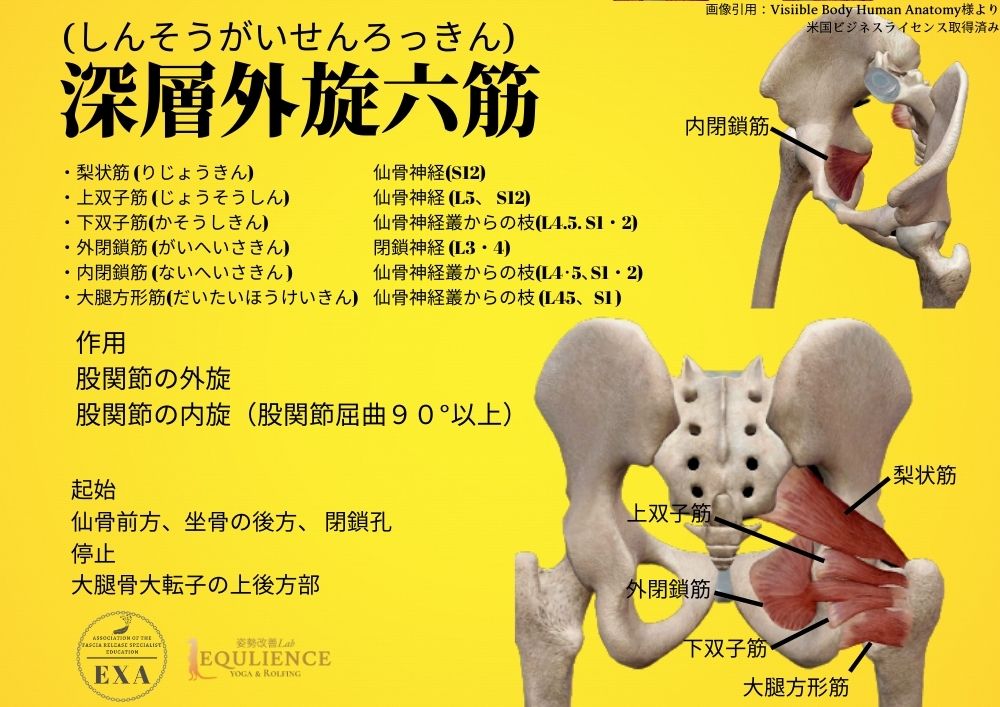 日本IASTM協会-筋膜リリースの為の機能解剖学-深層外旋六筋
