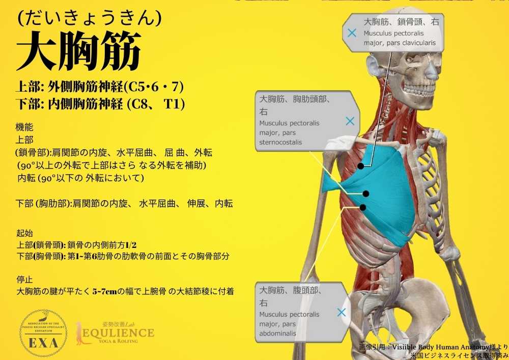 日本IASTM協会-筋膜リリースの為の機能解剖学-大胸筋