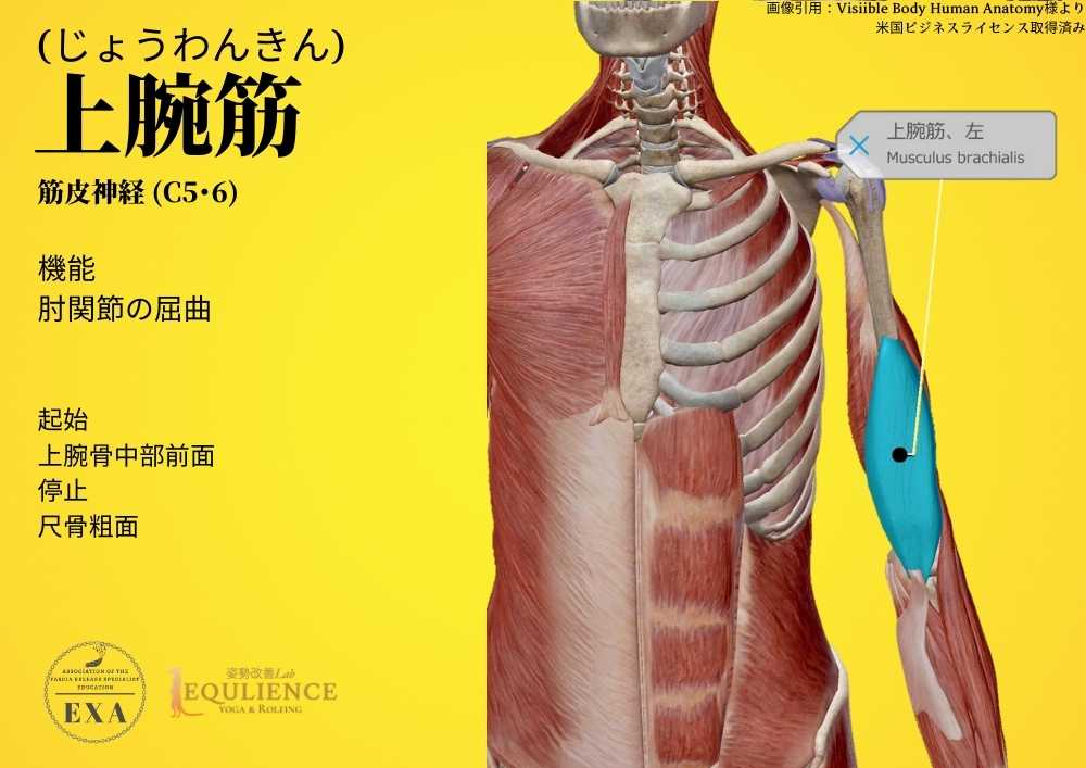 上腕骨に関する簡単な事実