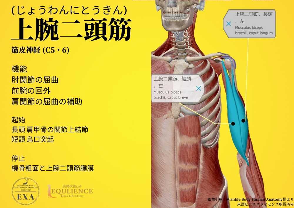 日本IASTM協会-筋膜リリースの為の機能解剖学-上腕二頭筋
