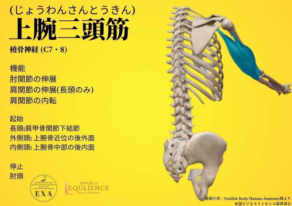 日本IASTM協会-筋膜リリースの為の機能解剖学-上腕三頭筋