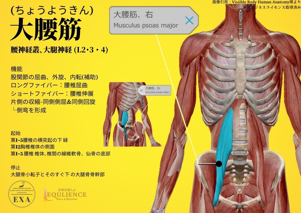 日本IASTM協会-筋膜リリースの為の機能解剖学-大腰筋