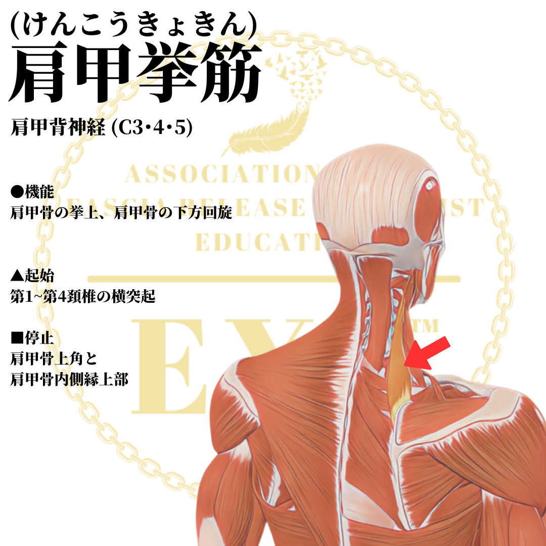 日本IASTM協会-筋膜リリースの為の機能解剖学-肩甲挙筋