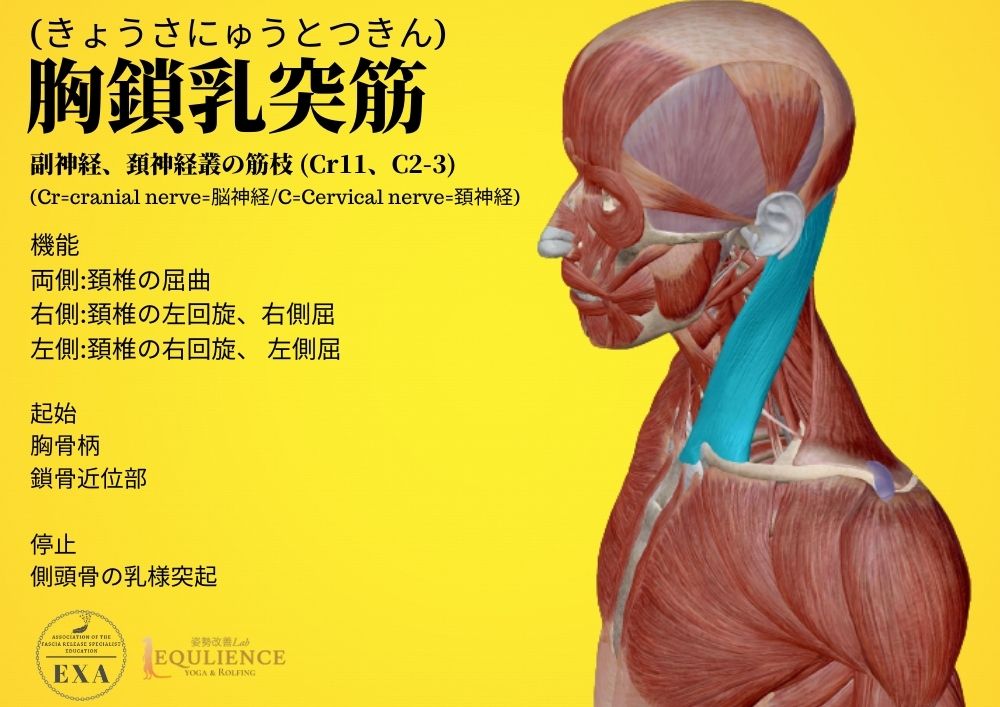日本IASTM協会-筋膜リリースの為の機能解剖学-胸鎖乳突筋