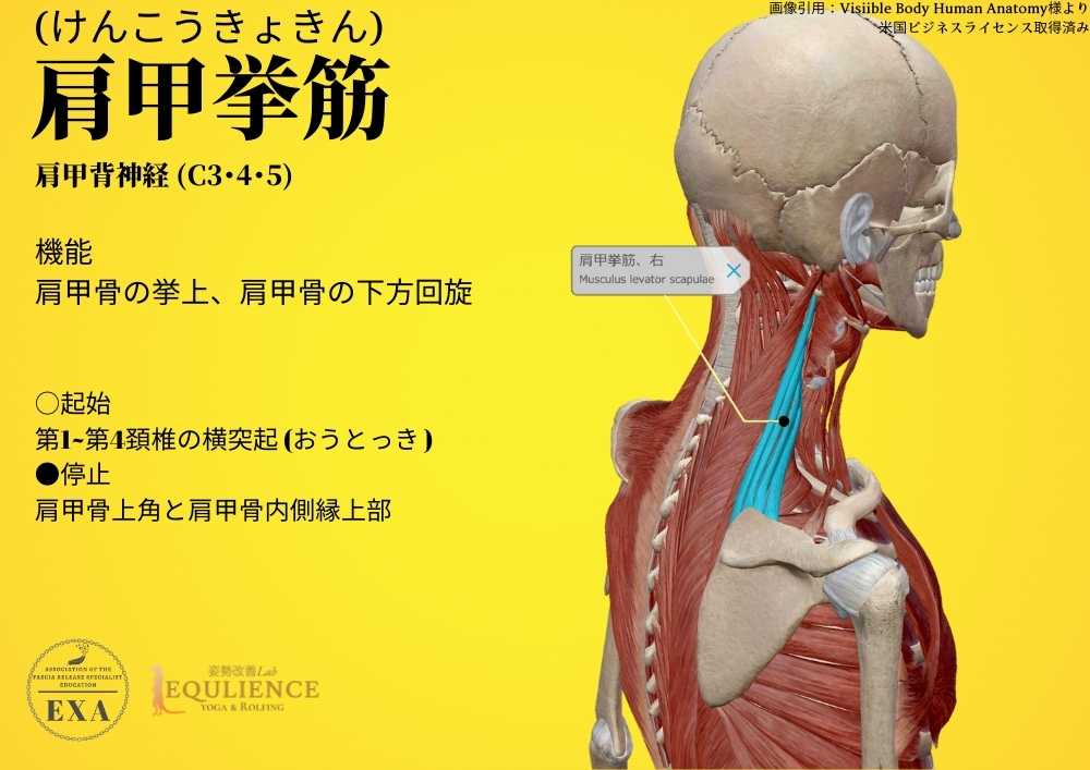 日本IASTM協会-筋膜リリースの為の機能解剖学-肩甲挙筋