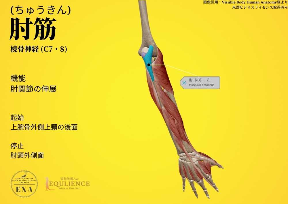 日本IASTM協会-筋膜リリースの為の機能解剖学-肘筋
