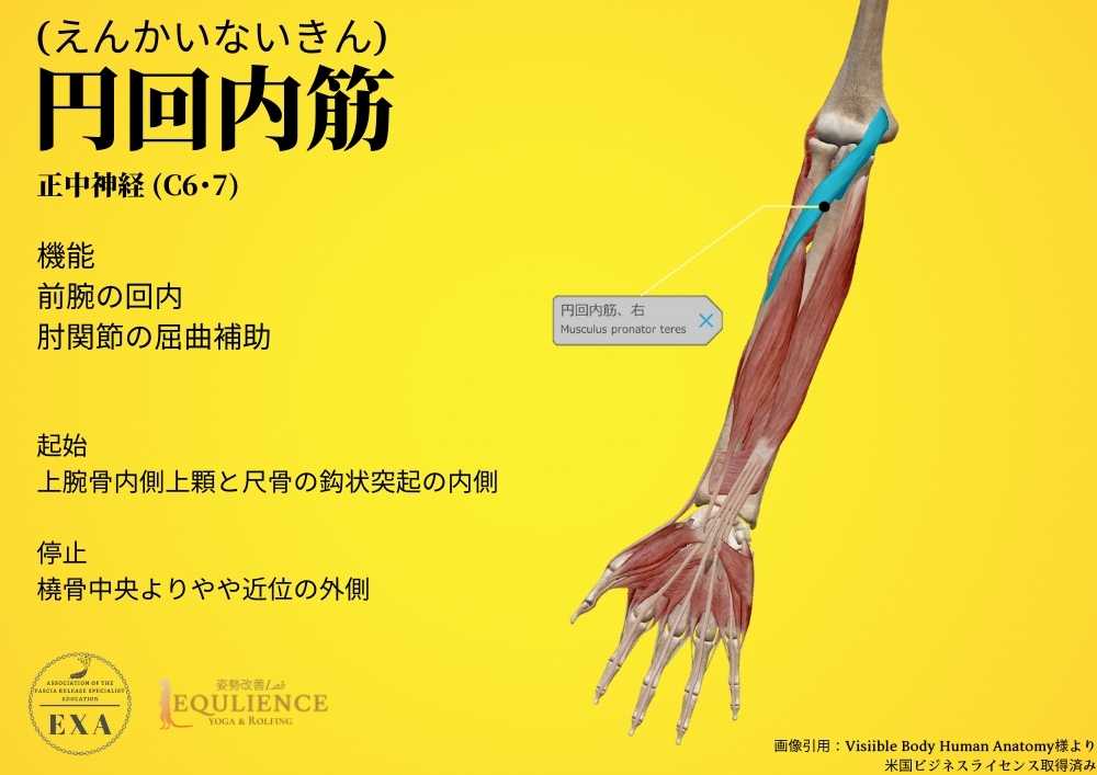 日本IASTM協会-筋膜リリースの為の機能解剖学-円回内筋