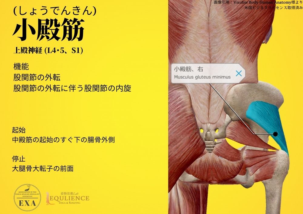 日本IASTM協会-筋膜リリースの為の機能解剖学-小殿筋