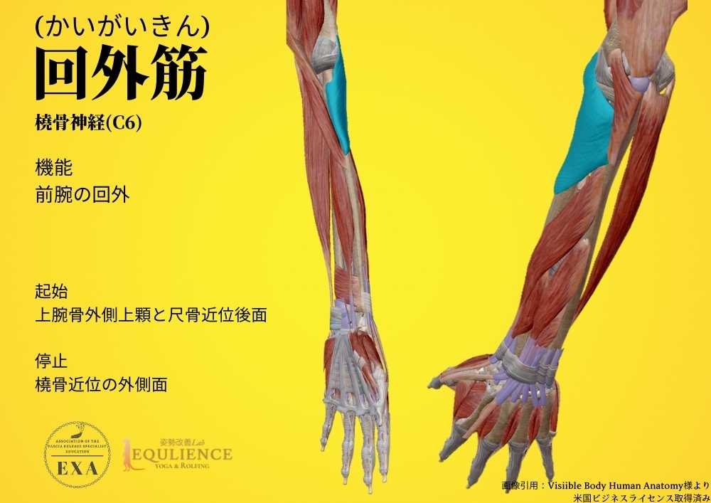 日本IASTM協会-筋膜リリースの為の機能解剖学-回外筋
