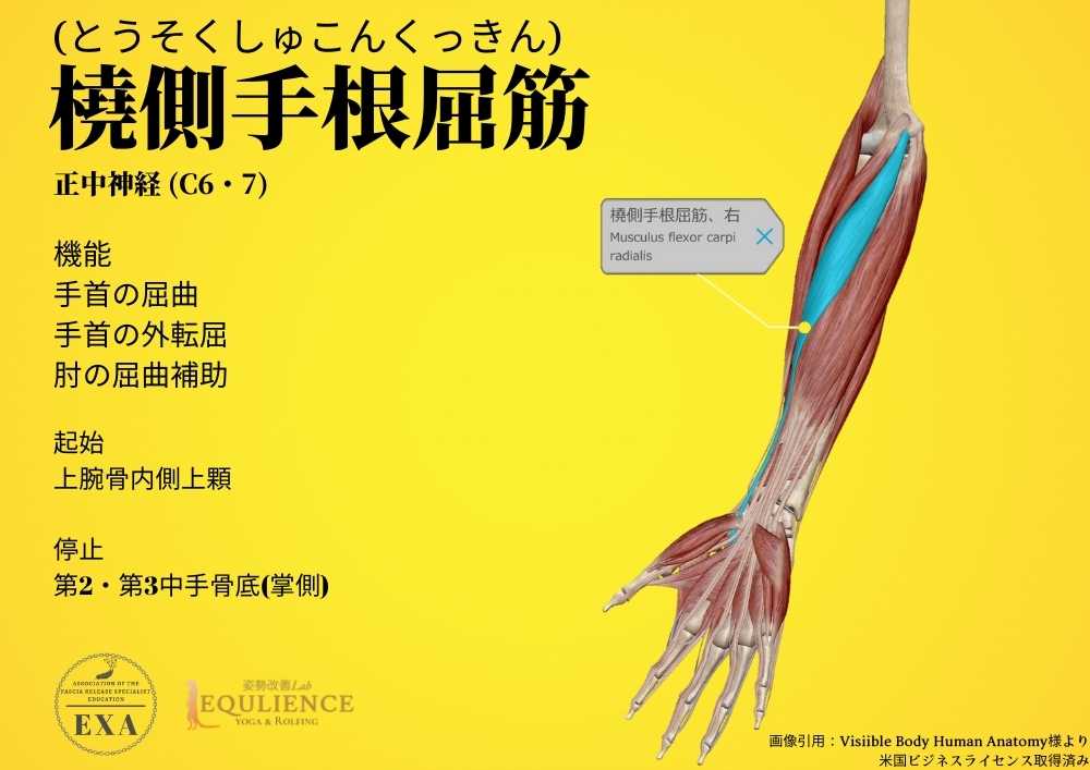 日本IASTM協会-筋膜リリースの為の機能解剖学-橈側手根屈筋