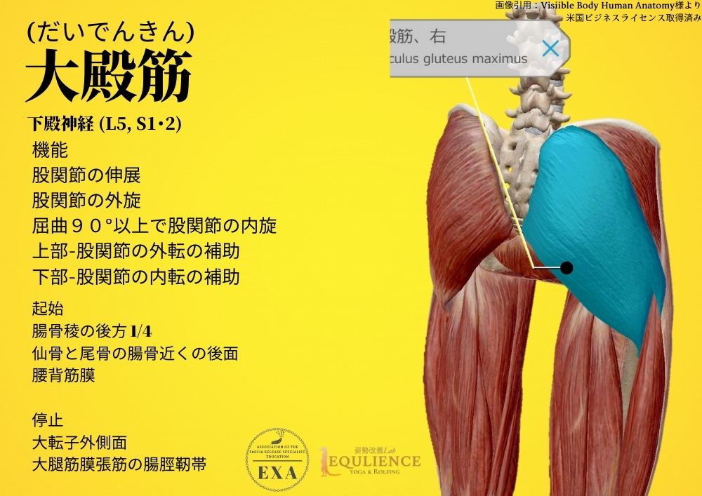 日本IASTM協会-筋膜リリースの為の機能解剖学-大殿筋