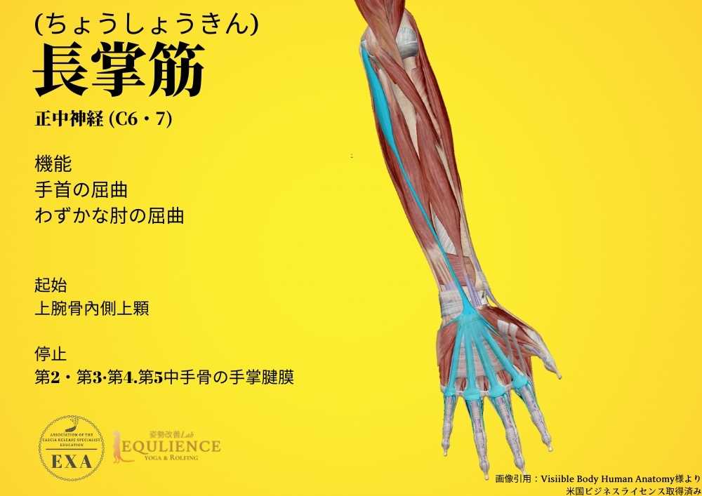 日本IASTM協会-筋膜リリースの為の機能解剖学-長掌筋