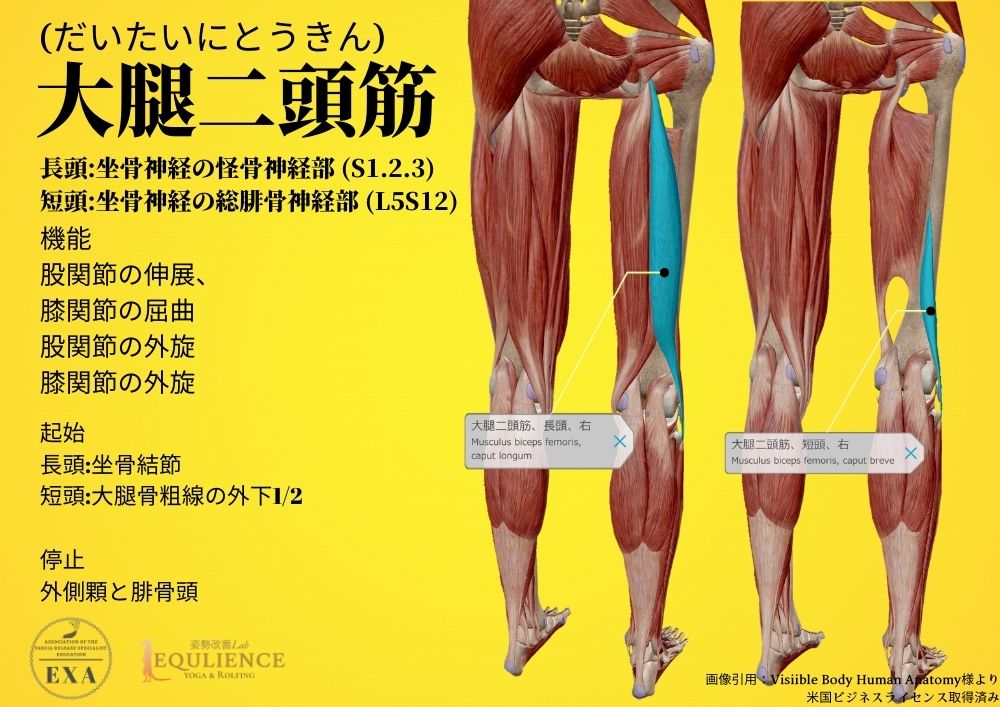 日本IASTM協会-筋膜リリースの為の機能解剖学-大腿二頭筋
