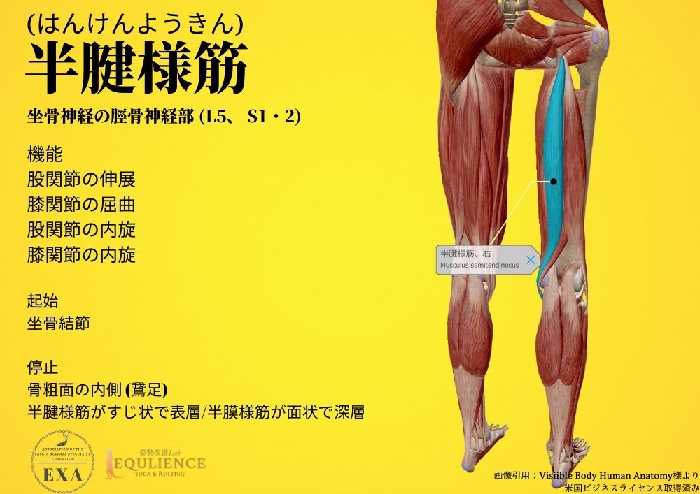 日本IASTM協会-筋膜リリースの為の機能解剖学-半腱様筋