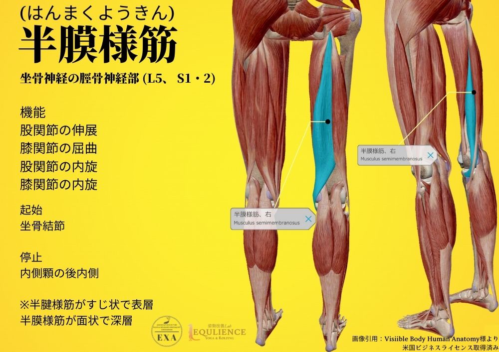 日本IASTM協会-筋膜リリースの為の機能解剖学-半膜様筋