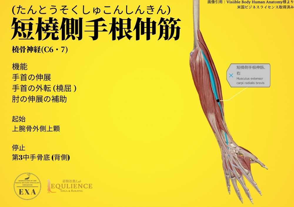 日本IASTM協会-筋膜リリースの為の機能解剖学-短橈側手根伸筋