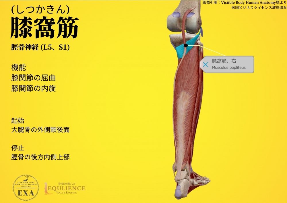 日本IASTM協会-筋膜リリースの為の機能解剖学-膝窩筋