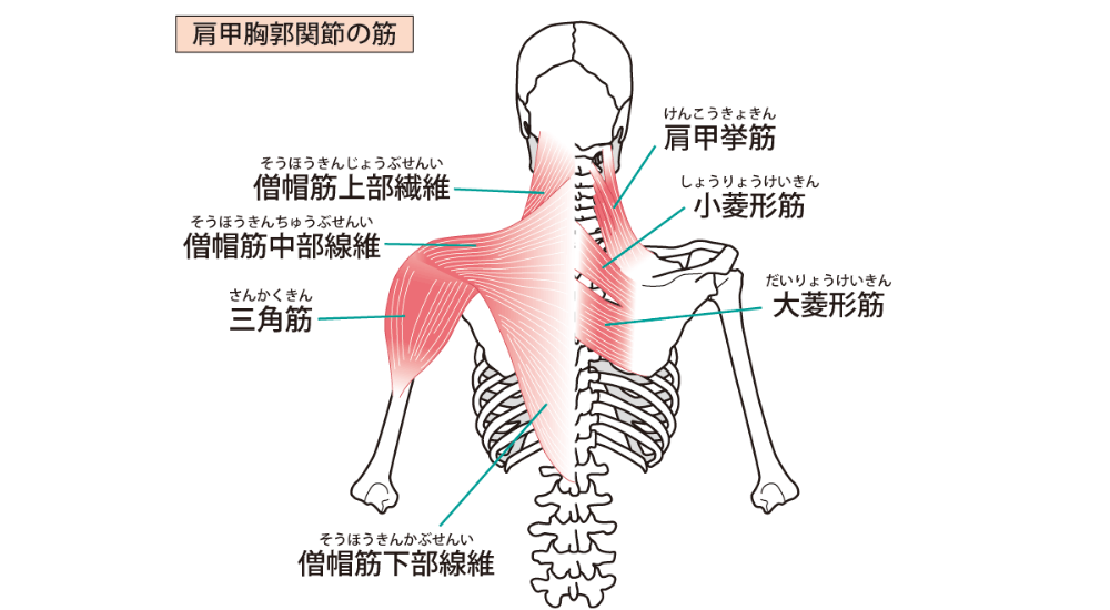 背面から見た上半身の骨格イラストで左半分に僧帽筋などの表層筋、右半分に菱形筋などの深層筋が対比して描かれた画像で、【肩甲胸郭関節の筋群（僧帽筋・肩甲挙筋・菱形筋周辺）】を示し、肩甲骨の動きに関わる浅層と深層の筋肉の連動性や、猫背による背中の張りの複雑な構造を解説している様子。体の使い方説明やエクササイズ時に使われる（使いたい）筋肉としての説明、筋肉の機能的な解説時に積極的に使用してください。