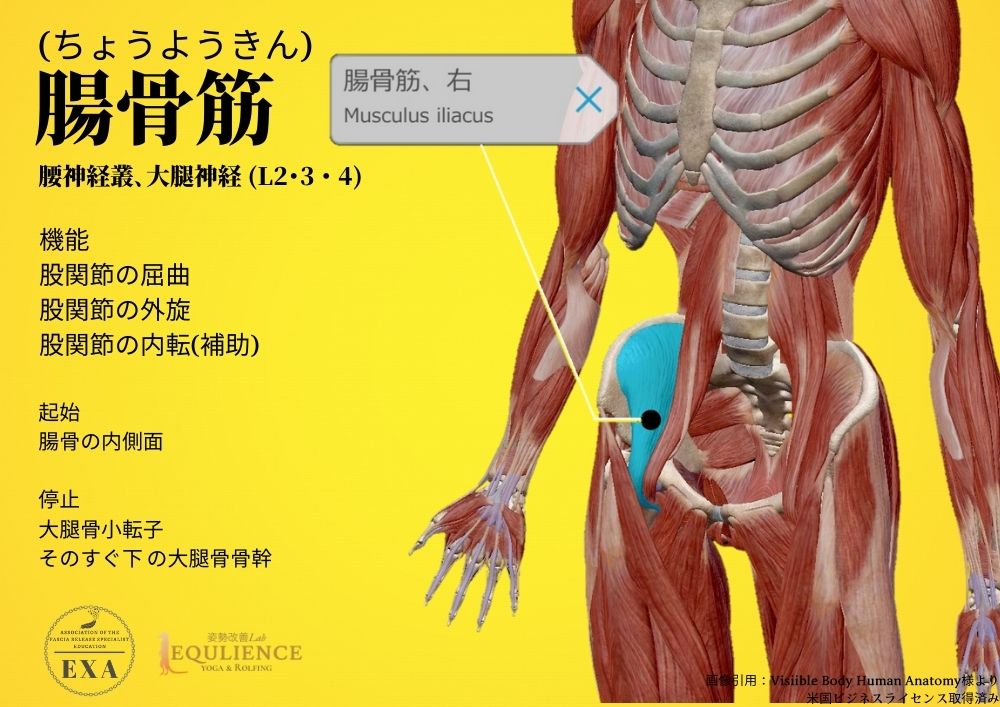 日本IASTM協会-筋膜リリースの為の機能解剖学-腸骨筋