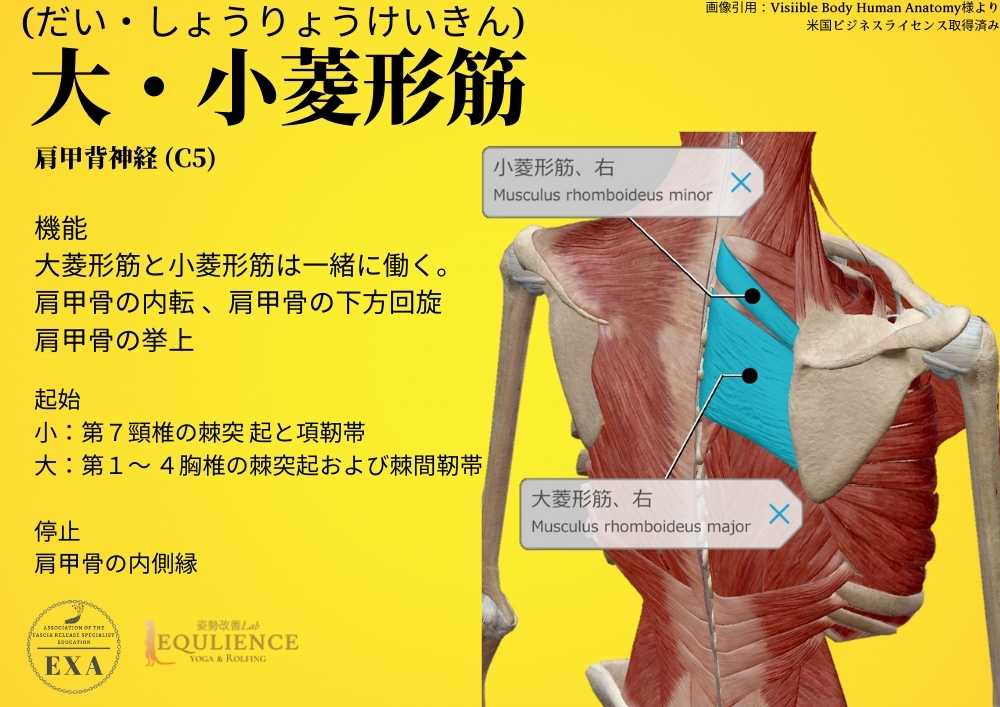 日本IASTM協会-筋膜リリースの為の機能解剖学-小菱形筋