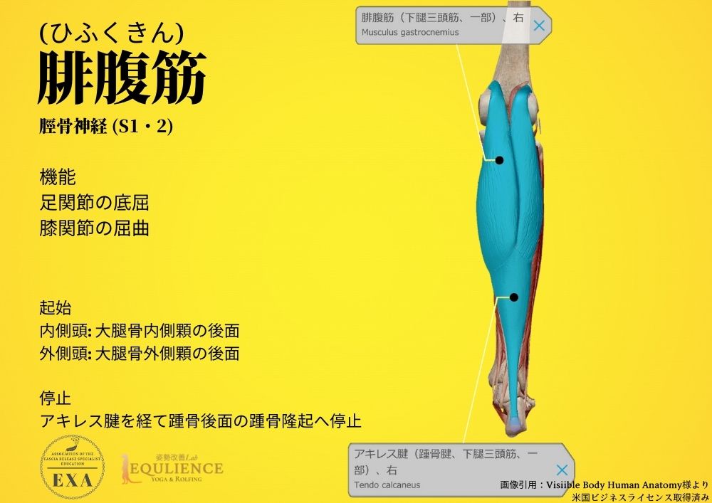 日本IASTM協会-筋膜リリースの為の機能解剖学-腓腹筋