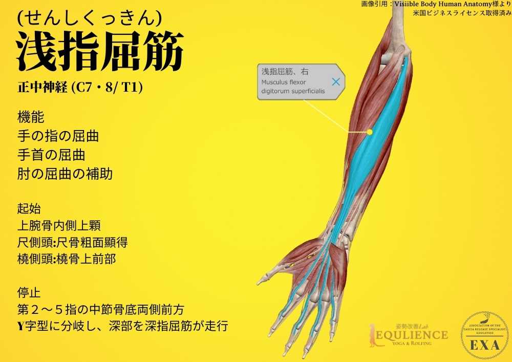 日本IASTM協会-筋膜リリースの為の機能解剖学-浅指屈筋