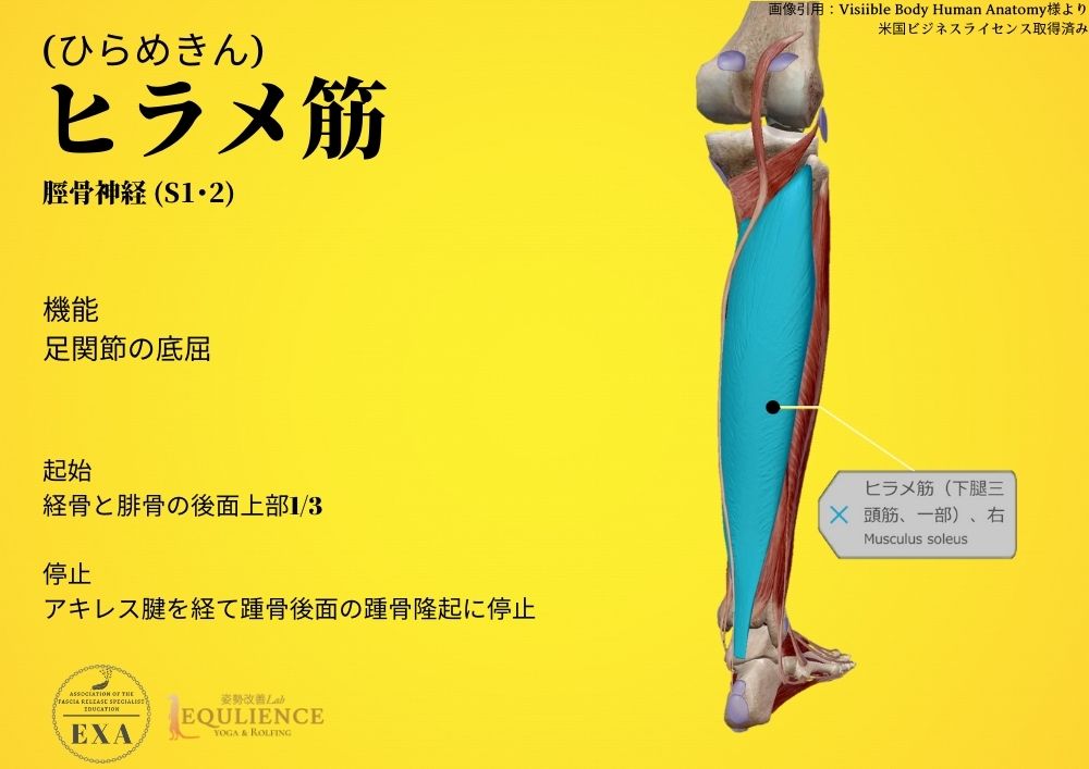 日本IASTM協会-筋膜リリースの為の機能解剖学-ヒラメ筋