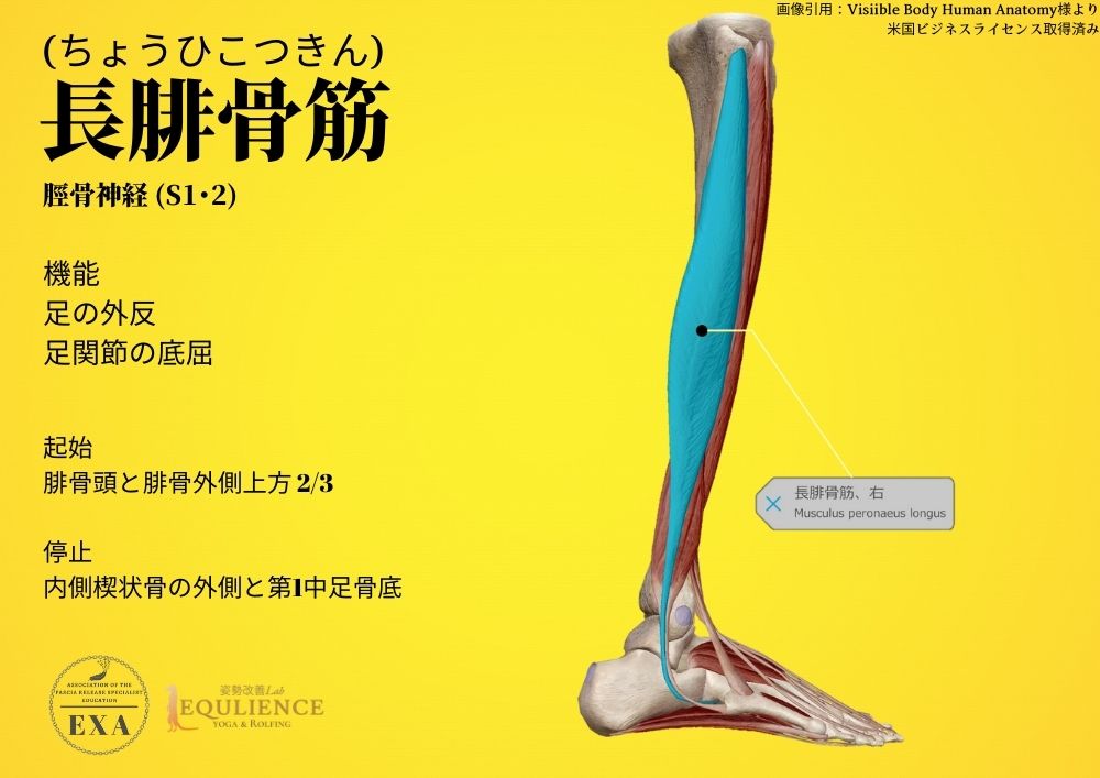 日本IASTM協会-筋膜リリースの為の機能解剖学-腓骨筋