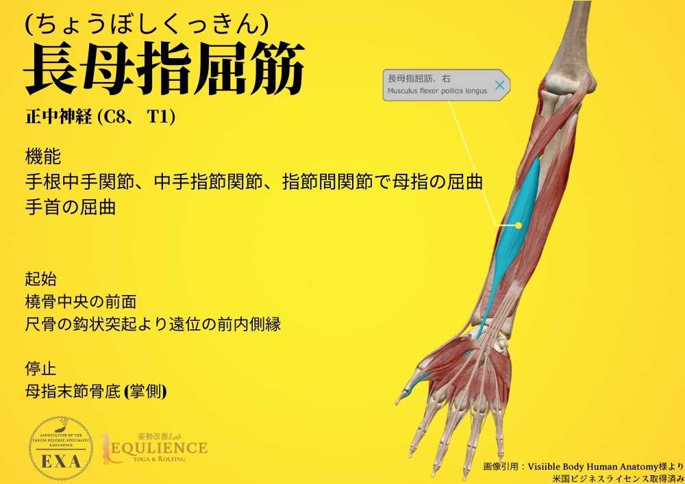 日本IASTM協会-筋膜リリースの為の機能解剖学-長母指屈筋