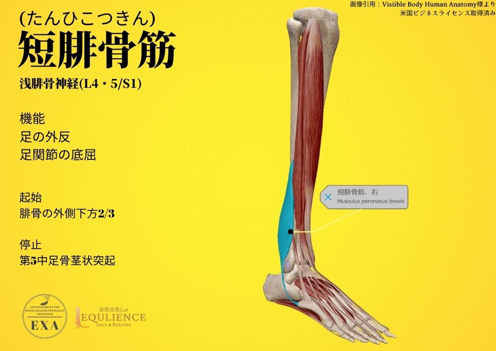 日本IASTM協会-筋膜リリースの為の機能解剖学-短腓骨筋