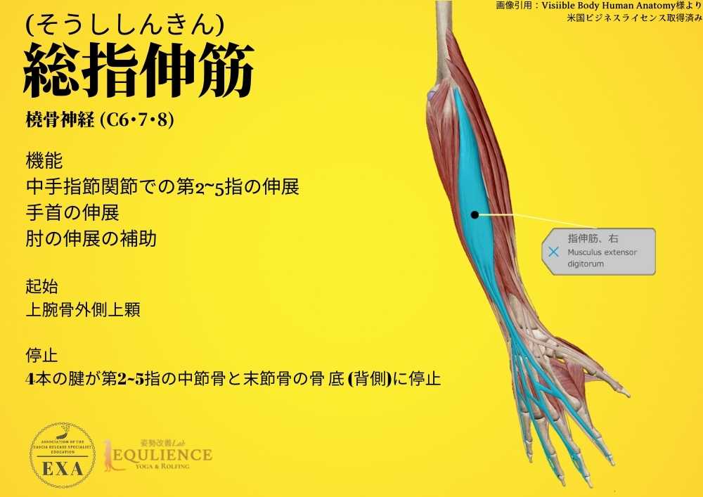 日本IASTM協会-筋膜リリースの為の機能解剖学-長指伸筋