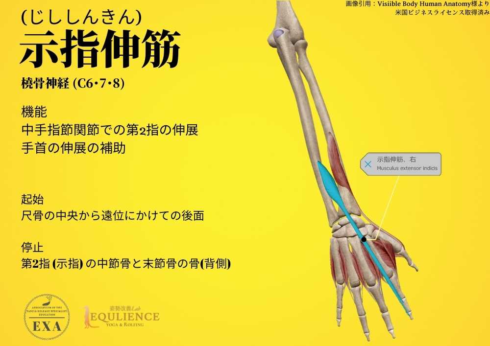 日本IASTM協会-筋膜リリースの為の機能解剖学-示指伸筋