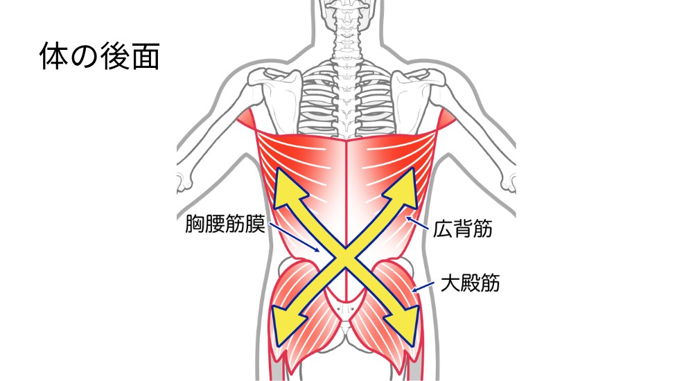 後面から見た上半身と骨盤のイラストで、広背筋と反対側の大殿筋が胸腰筋膜を介してX字に連動する様子（後方斜めスリング）が黄色い太矢印で強調された画像で、【広背筋・大殿筋・胸腰筋膜（背面全体の筋膜連結周辺）】の交差する連動性が失われることで生じる、体をひねる動作での背中や腰の突っ張り感、歩行時の骨盤のスムーズさが失われて腰痛を引き起こすメカニズムを解説している様子。体の使い方説明やエクササイズ時に使われる（使いたい）筋肉としての説明、筋肉の機能的な解説時に積極的に使用してください。