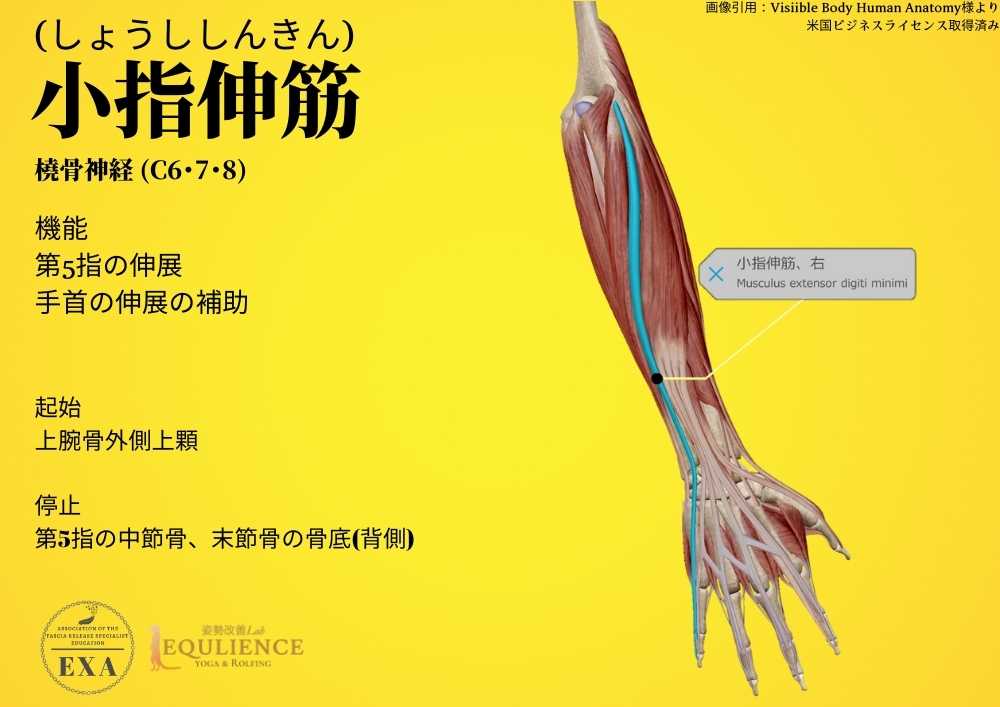 日本IASTM協会-筋膜リリースの為の機能解剖学-小指伸筋