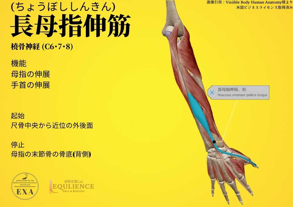 日本IASTM協会-筋膜リリースの為の機能解剖学-長母指伸筋
