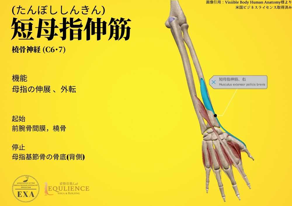 日本IASTM協会-筋膜リリースの為の機能解剖学-短母指伸筋