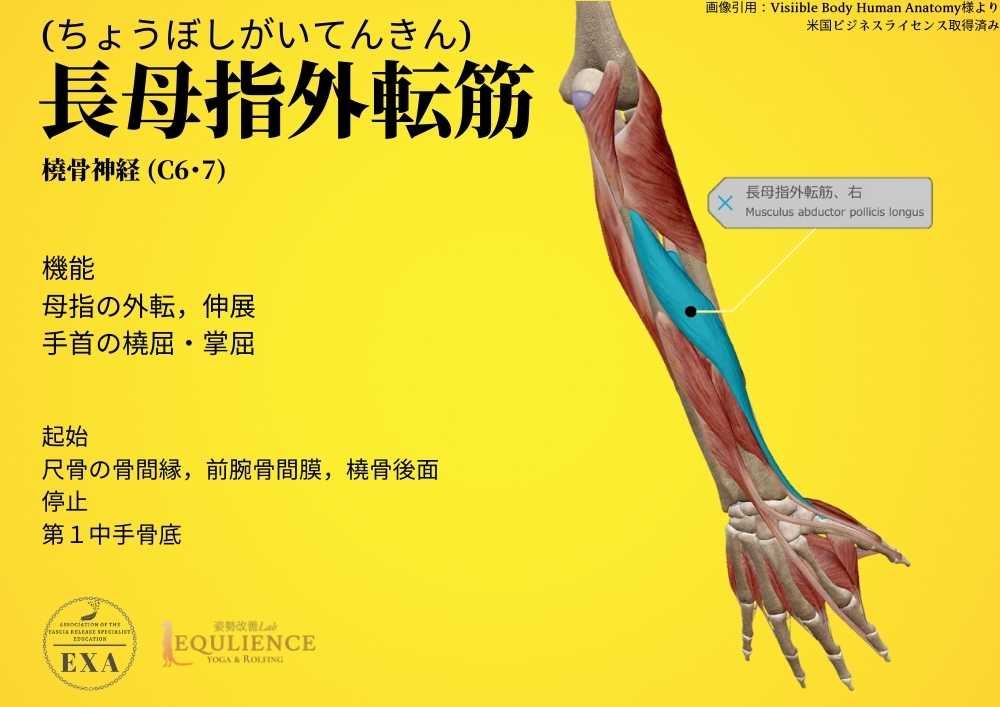 日本IASTM協会-筋膜リリースの為の機能解剖学-長母指外転筋