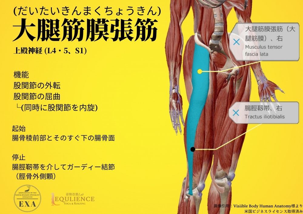 日本IASTM協会-筋膜リリースの為の機能解剖学-大腿筋膜張筋