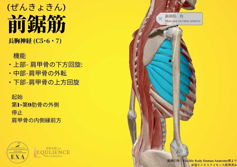 日本IASTM協会-筋膜リリースの為の機能解剖学-前鋸筋